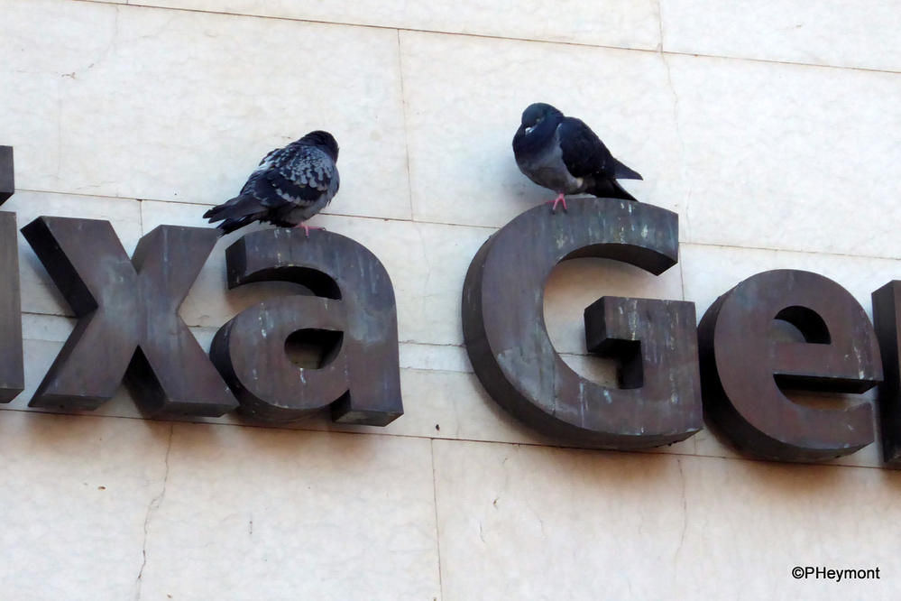 A bank for birds, Lisbon