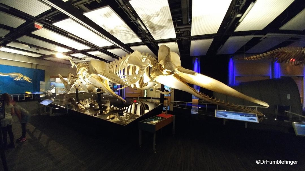 Whale exhibit, Sparks Center, Calgary