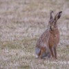 Hare, Scottish Highlands