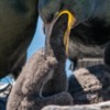 It’s in there somewhere! Shag regurgitating food for its young. Staple Island, Farne Islands, Northumberland.