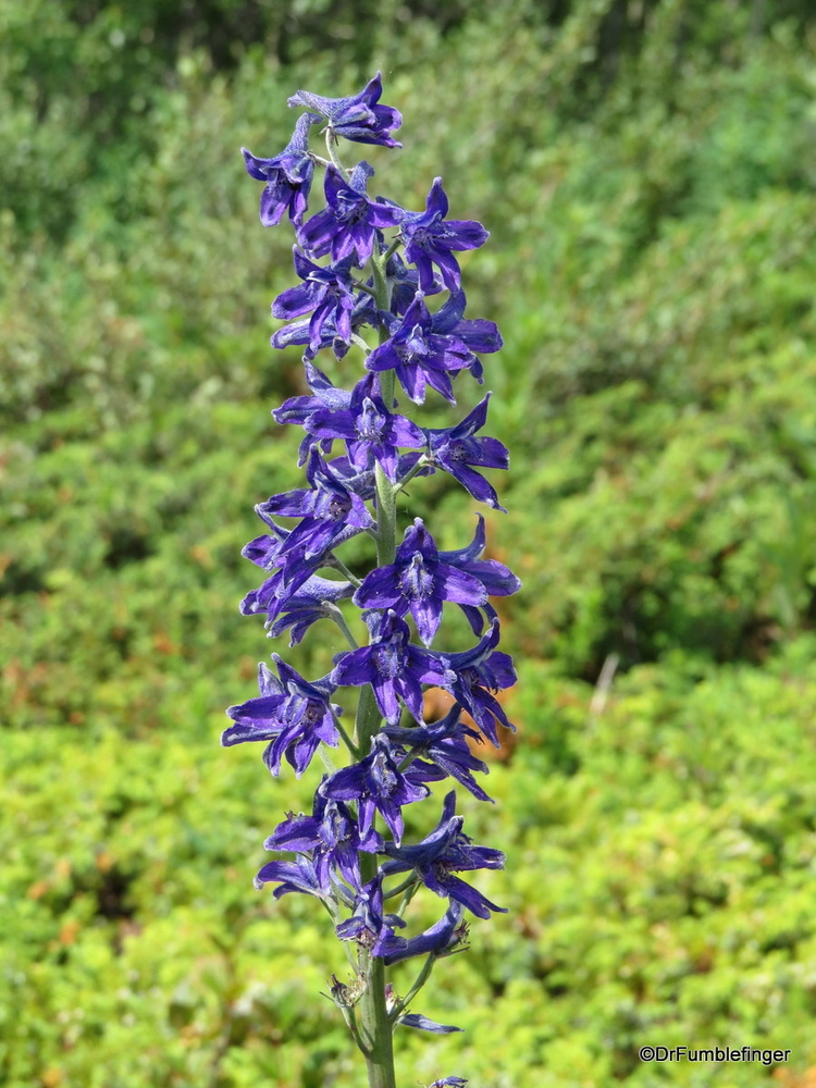 Wildflowers, Tatshenshini -Alsek Provincial Park