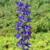 Wildflowers, Tatshenshini -Alsek Provincial Park