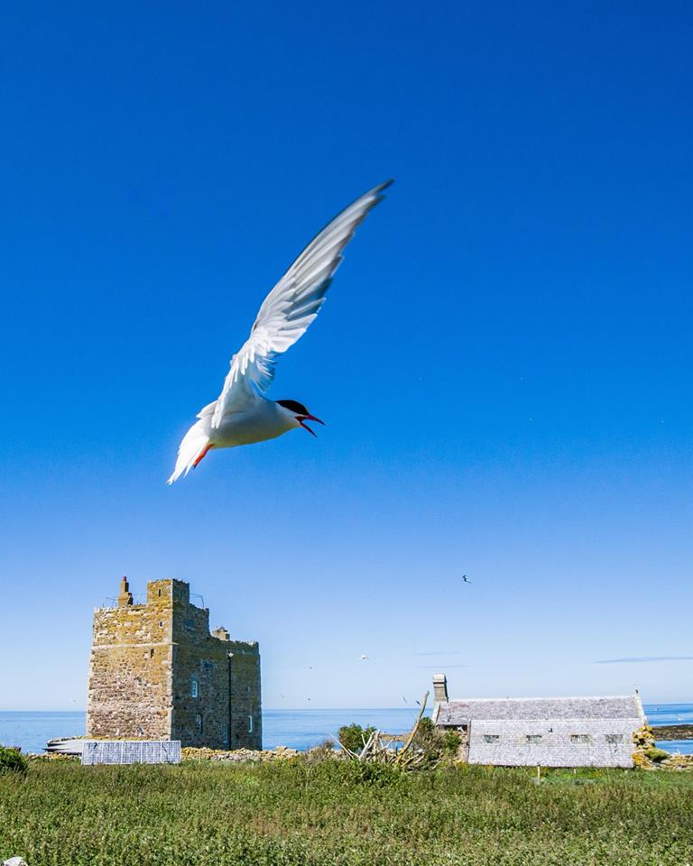 Tern, Farne Islands, Northumberland.