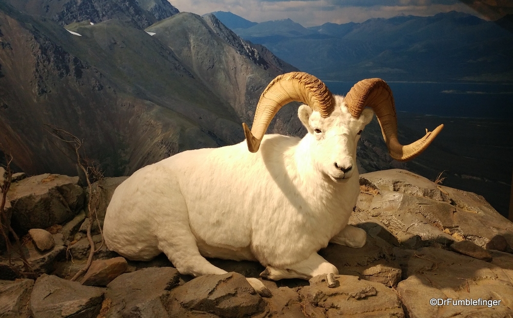 Dall sheep display, Whitehorse airport