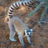 Ring-tailed Lemur, Berenty Reserve, Madagascar.