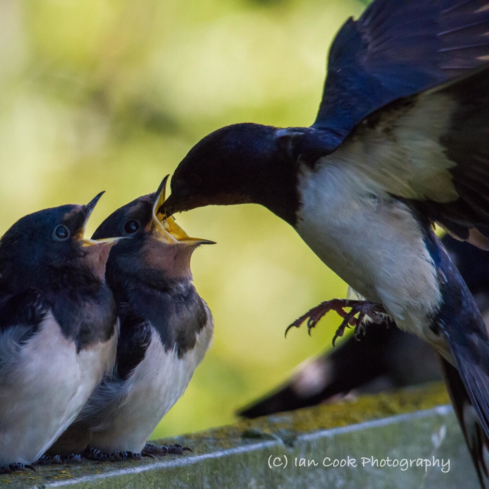 All four Swallows that were nesting in the hide have fledged today, here are two being fed by the parent bird. Location Northumberland.