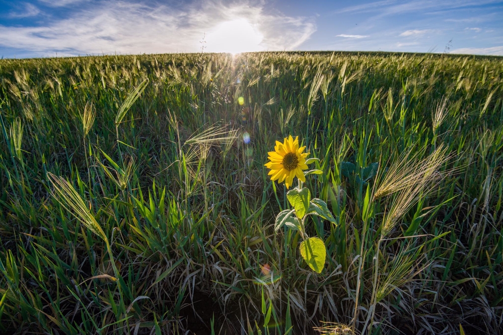 Lone sunflower in barley field. Warkworth Northumberland, taken last week!