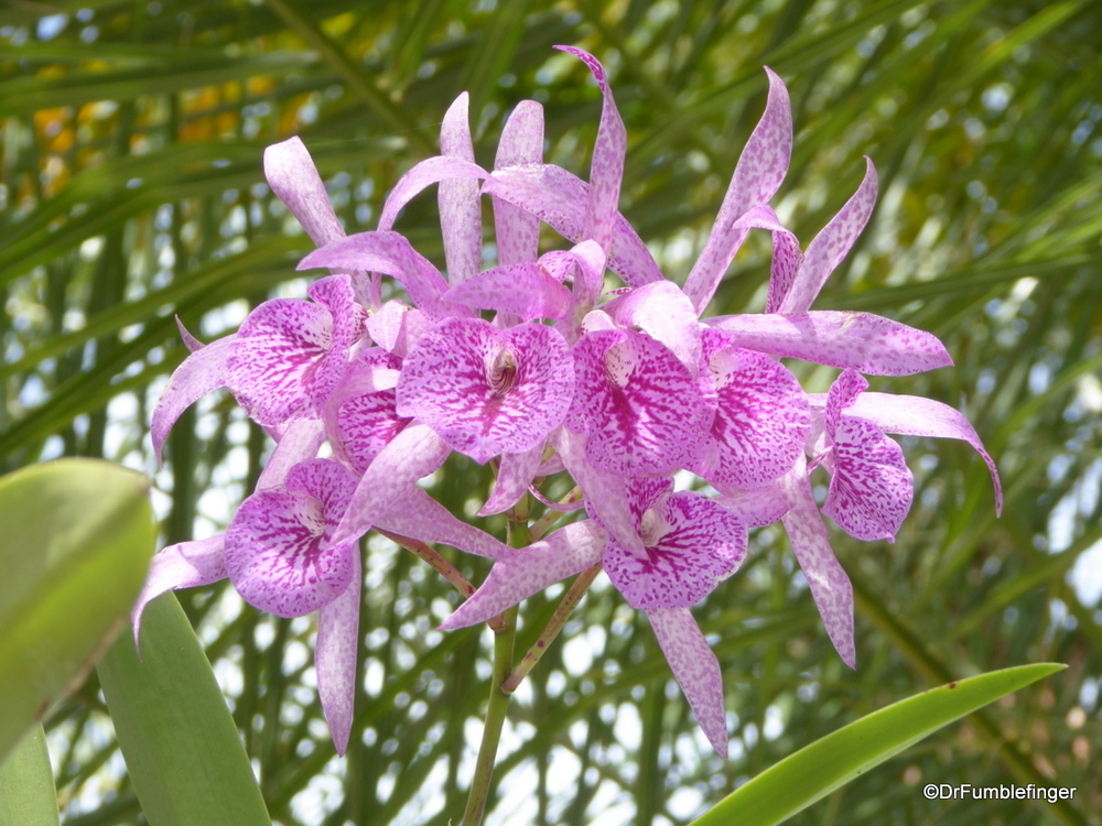 Lovely orchids, southern Florida