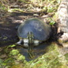 Turtle, Everglades National Park