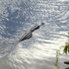 Swimming alligator, Everglades National Park