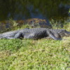 Sleeping alligator, Everglades National Park
