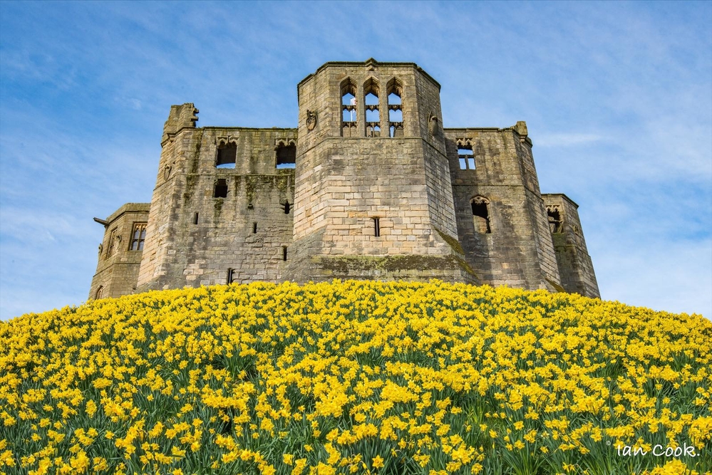 Warkworth Castle Northumberland. Daffodils are now at their best.