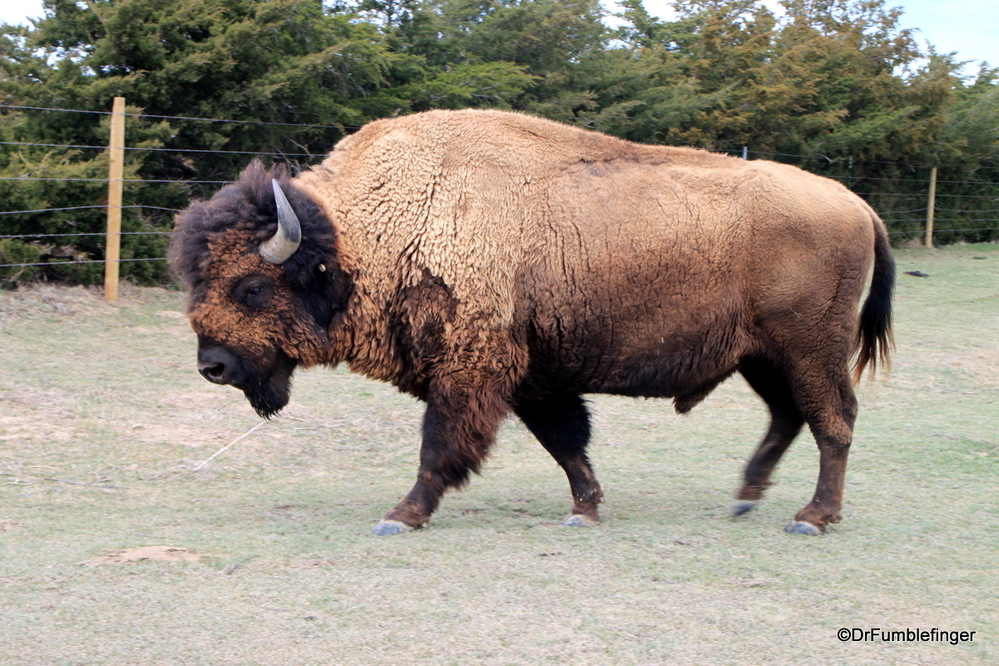 Bison, roaming the Kansas plains