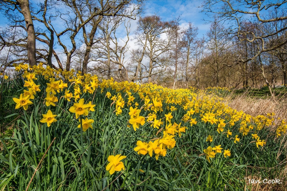 Daffodils along the Aln Valley Northumberland near Alnwick.
