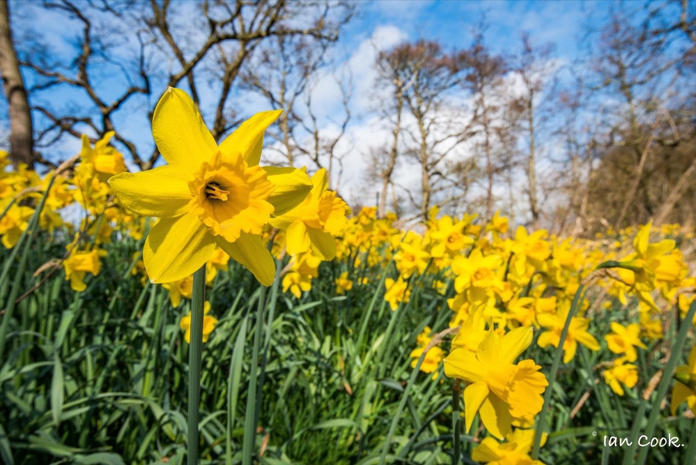 Daffodils along the Aln Valley Northumberland near Alnwick.