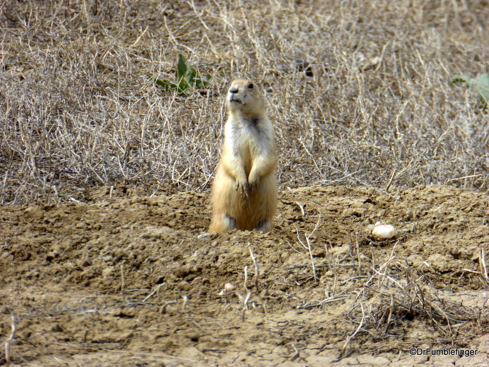 Prairie Dog, part of a large colony, Colorado