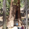 Tunnel Tree, Mariposa Grove of Sequoias, Yosemite National Park