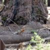 Deer in the Mariposa Grove of Sequoias, Yosemite National Park