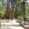 Mariposa Grove of Sequoias, Yosemite National Park