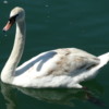 Swan on the Rhine