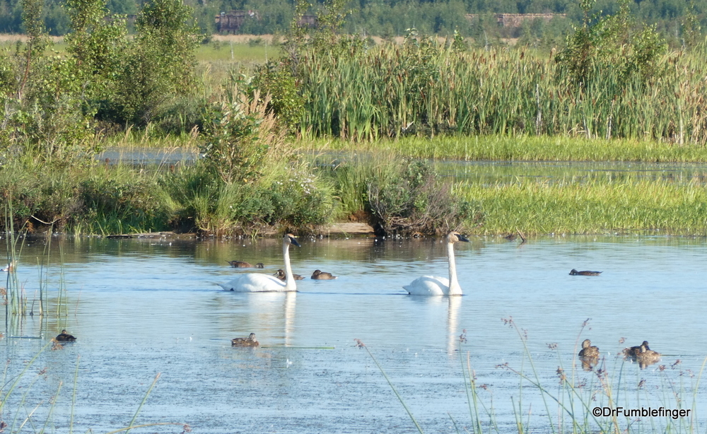 Whistler swans and ducks at Anchorage Coastal Wildlife Refuge