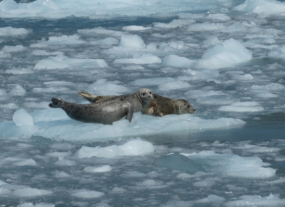 Harbor Seals resting on glacial icefall near Aialak Glacier