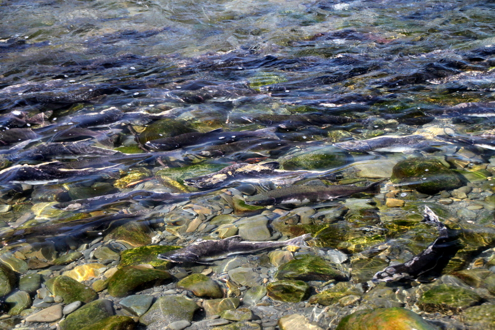 Salmon spawning, Hope (there are dozens of salmon in this photo)