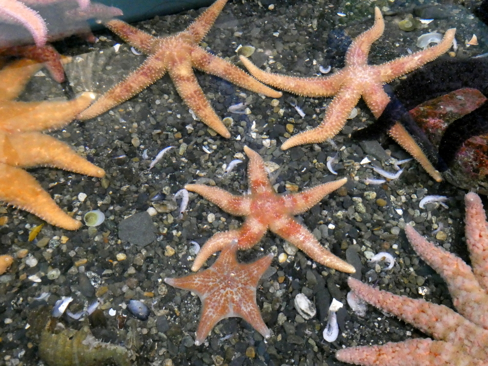 Sea Stars in the touching pool at the Seward Sealife Center