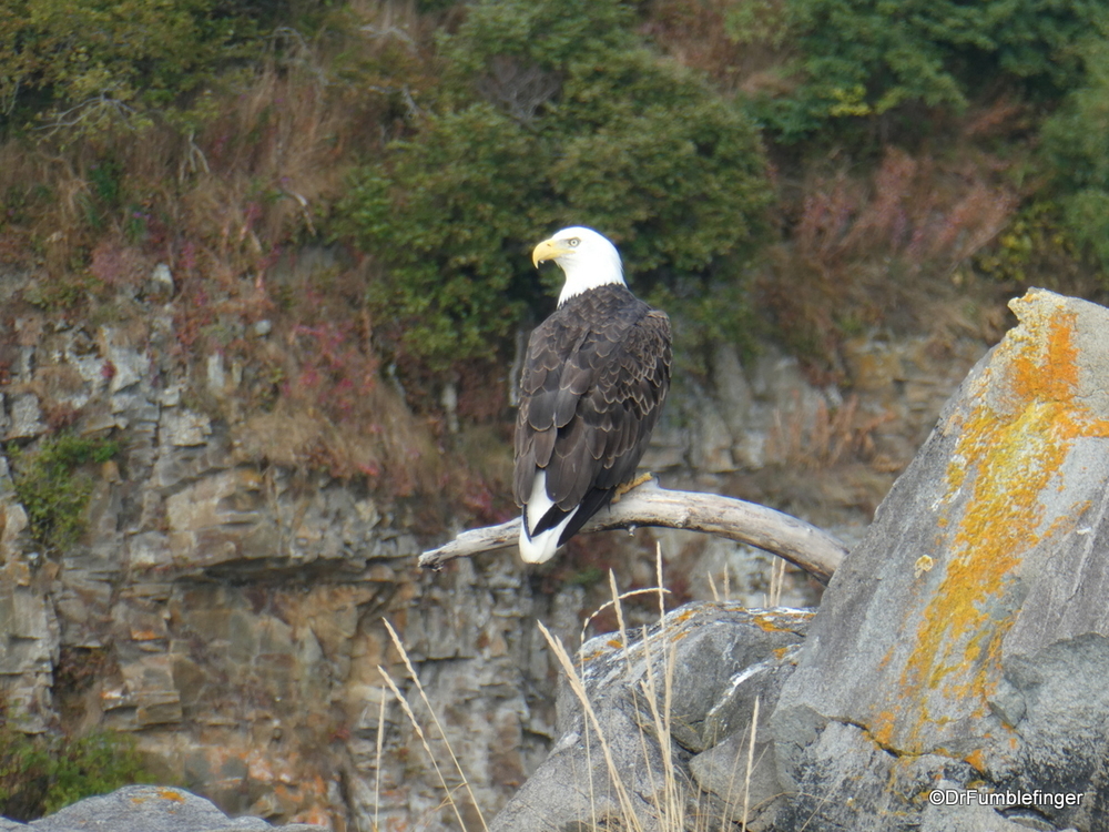 Bald Eagle, Katmai National Park