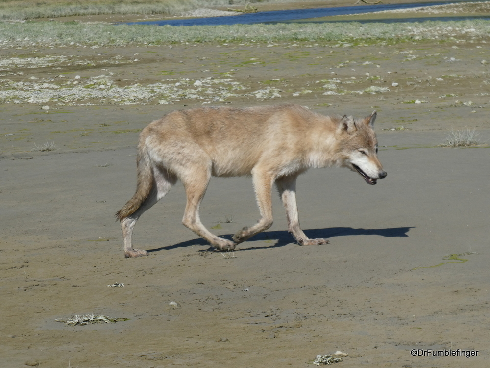 Gray Wolf, Katmai National Park