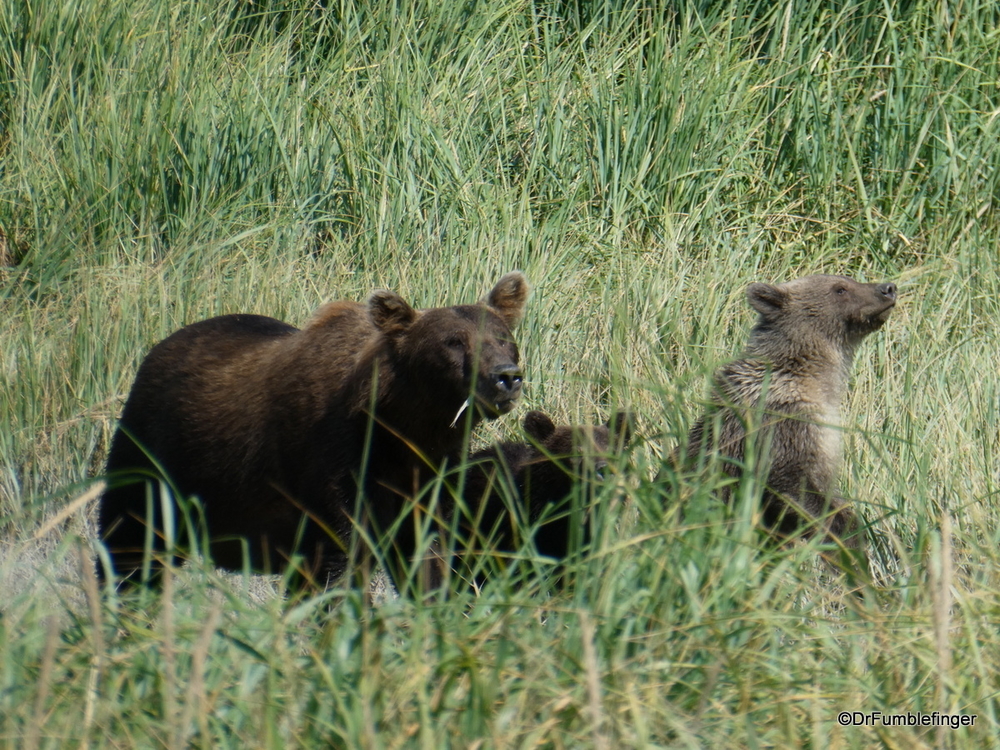 Alaskan Brown (Kodiak) bear and her two spring cubs, Katmai National Park
