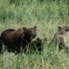 Alaskan Brown (Kodiak) bear and her two spring cubs, Katmai National Park