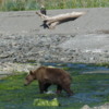 Alaskan Brown (Kodiak) bear fishing at the mouth of a creek, Katmai National Park