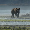 My first glimpse of an Alaskan Brown (Kodiak) bear, Katmai National Park