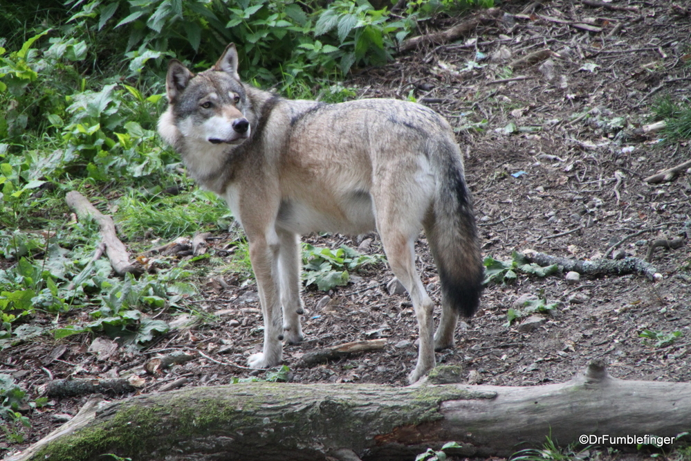 Wolf from the Nordic Animals exhibit at the Skansen, Stockholm