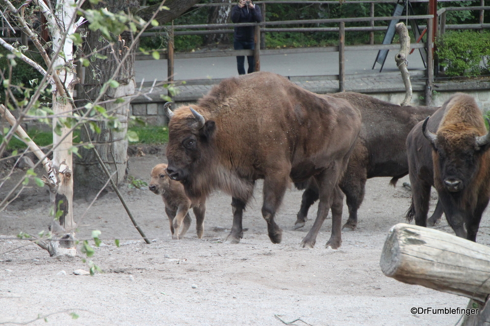 European Bison from the Nordic Animals exhibit at the Skansen, Stockholm