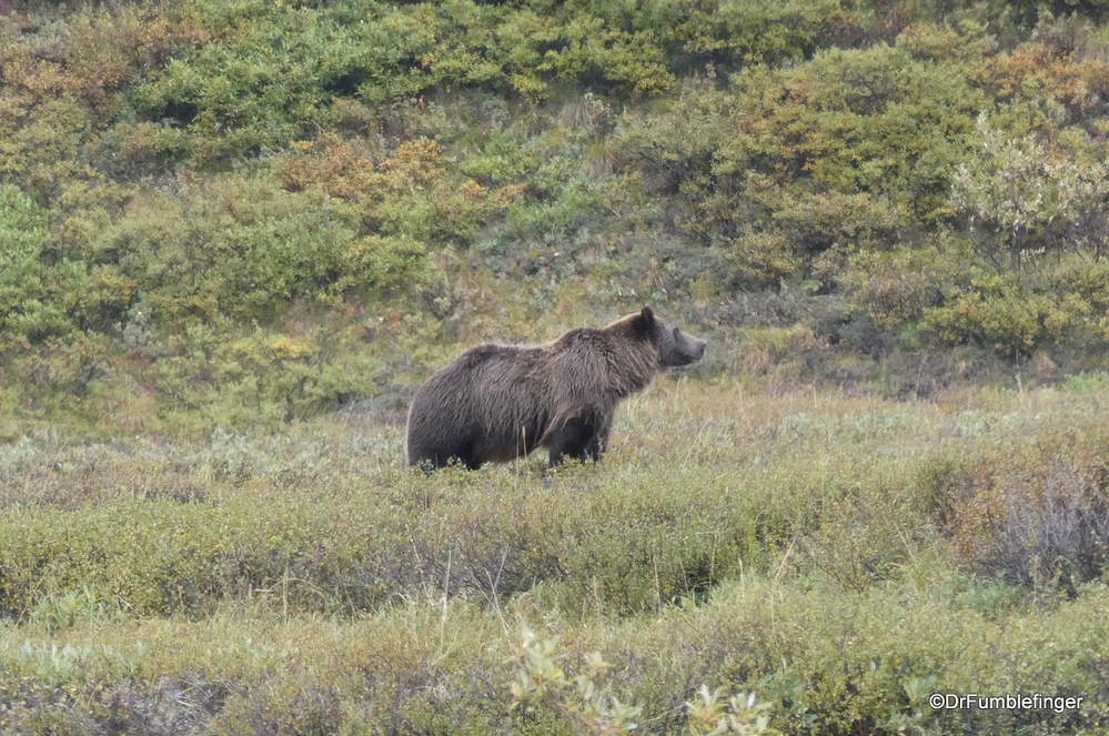 Grizzly Bear, Denali National Park