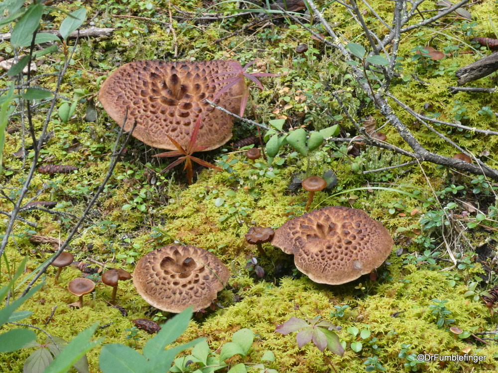 Denali National Park was home to a profusion of mushrooms