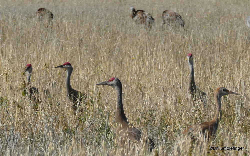 Sandhill Cranes preparing to migrate south, Fairbanks
