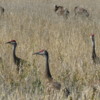 Sandhill Cranes preparing to migrate south, Fairbanks