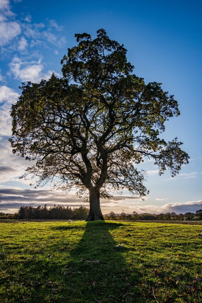 Oak tree, Hedgley Estate Northumberland.