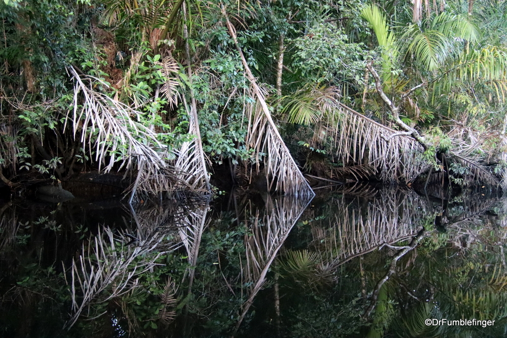 Reflections of the jungle, Tortuguero National Park