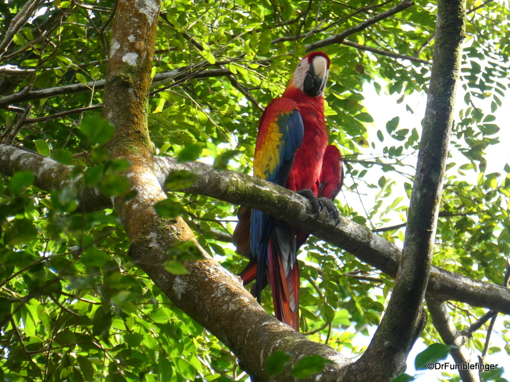 Scarlet Macaw, Turtle Bay Resort