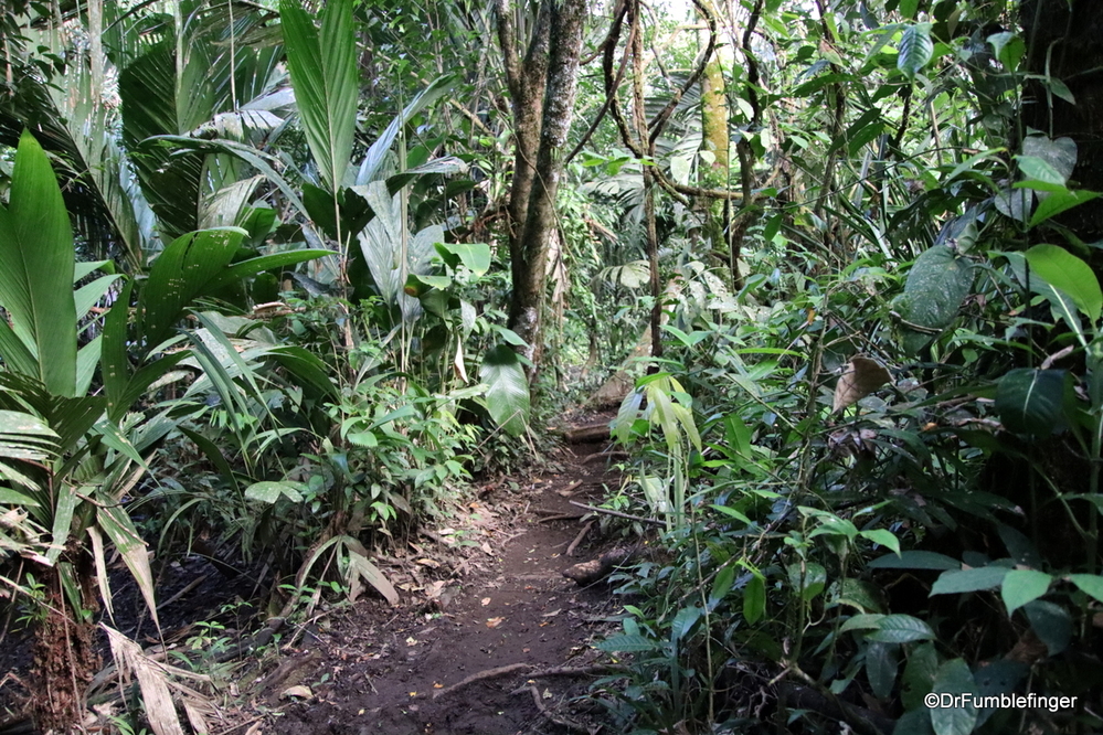 Caribbean coastal jungle, Costa Rica