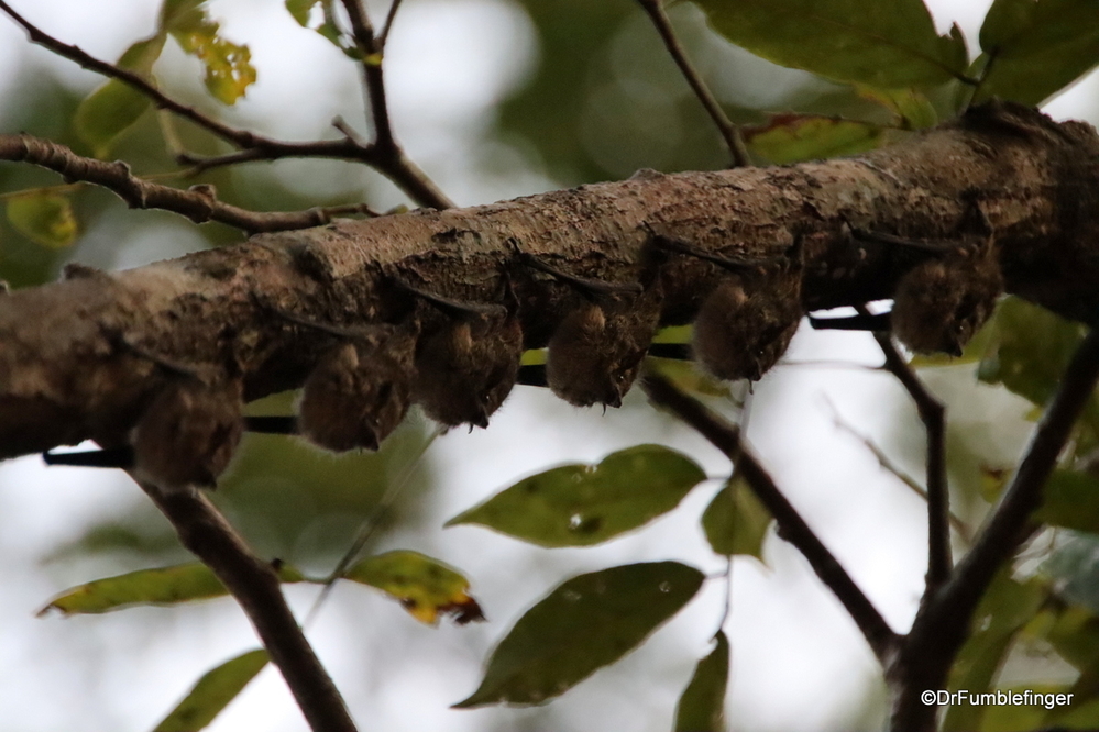 Six long-nosed bats under this tree limb, Costa Rica