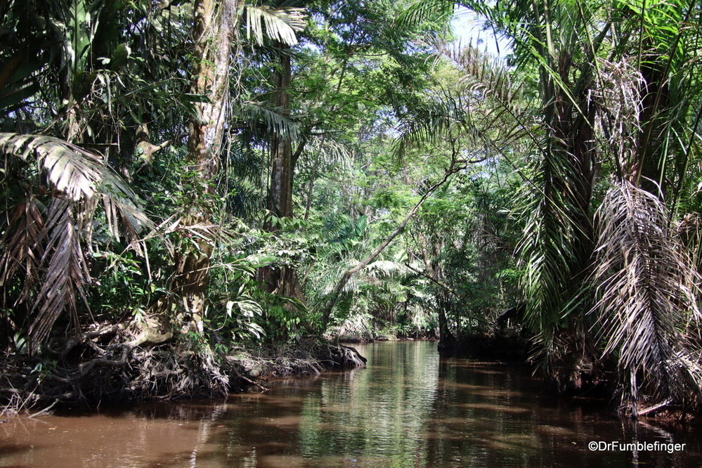 Deep in the heart of Tortuguero National Park, Costa Rica