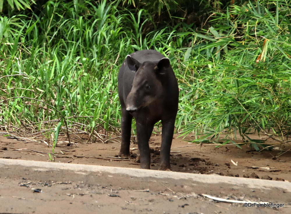 Tapir -- a rare animal to see.  Tortuguero National Park