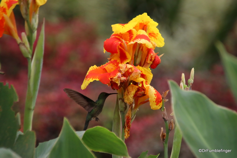 One of Costa Rica's many species of humming birds busily at work