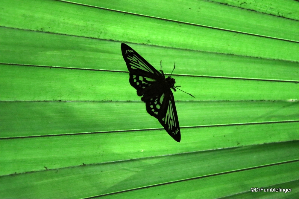 Glass wing butterfly sitting on a palm frond, Costa Rica