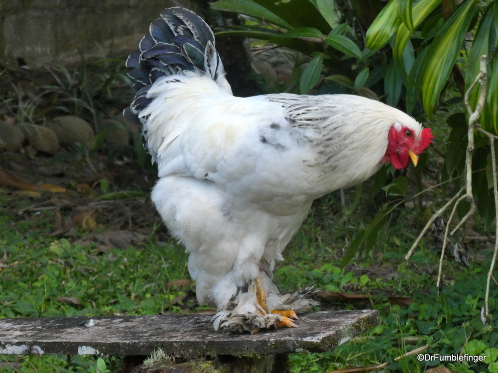 A cocky rooster, Arenal NP, Costa Rica